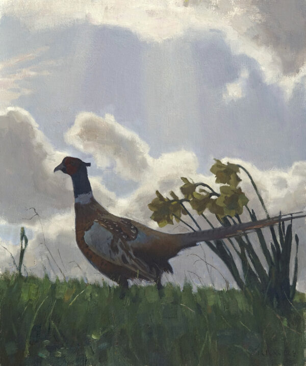 The Proud Cock Pheasant Takes His Stroll