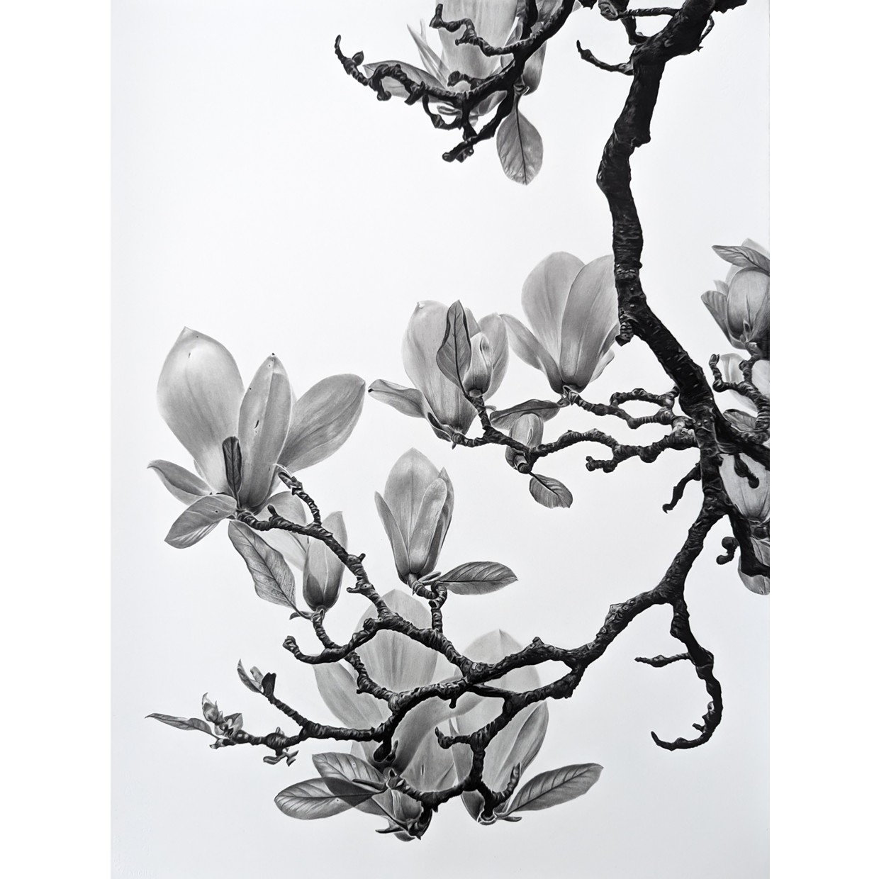 Magnolia Canopy at Kew