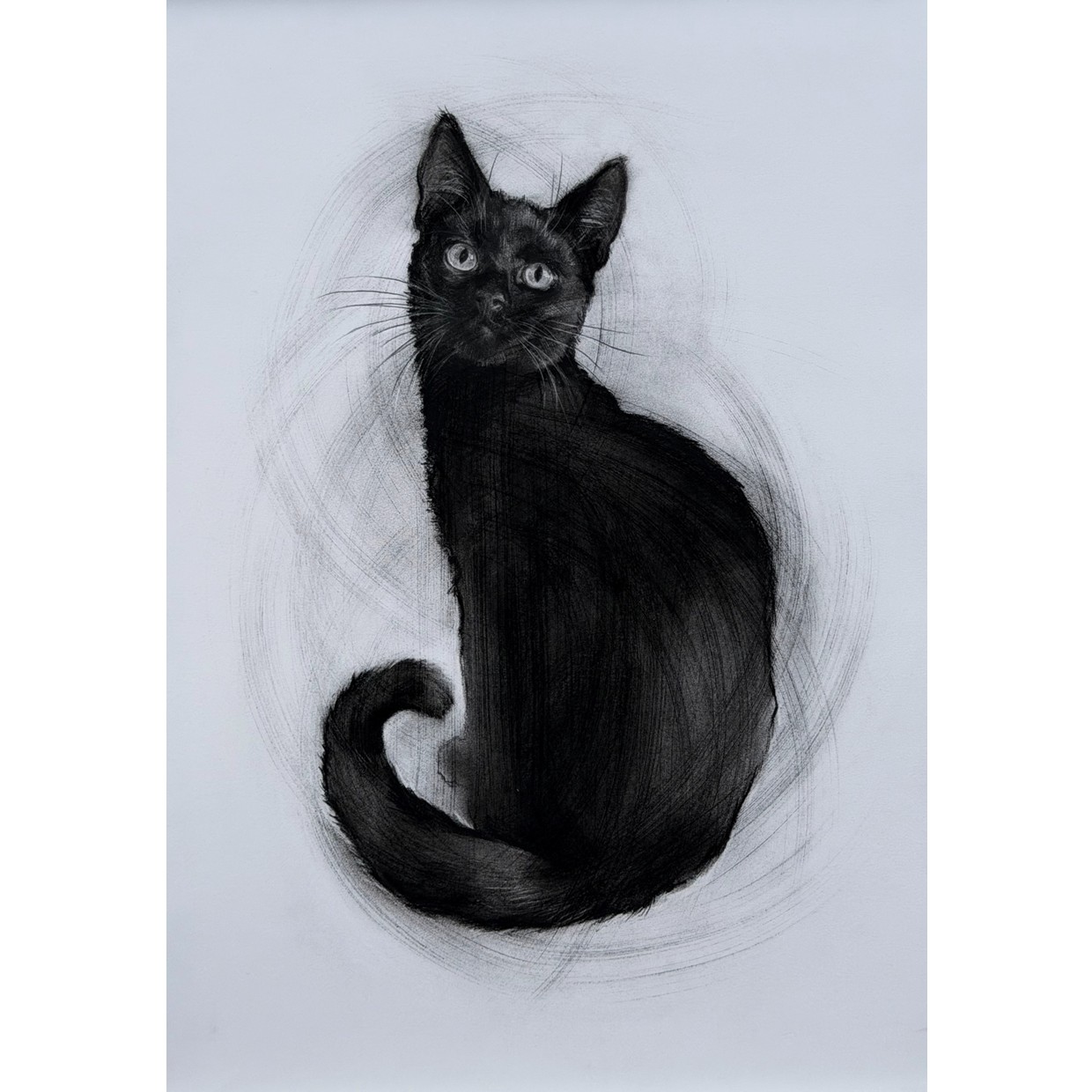 Cosmo 'Le Chat Noir I'
