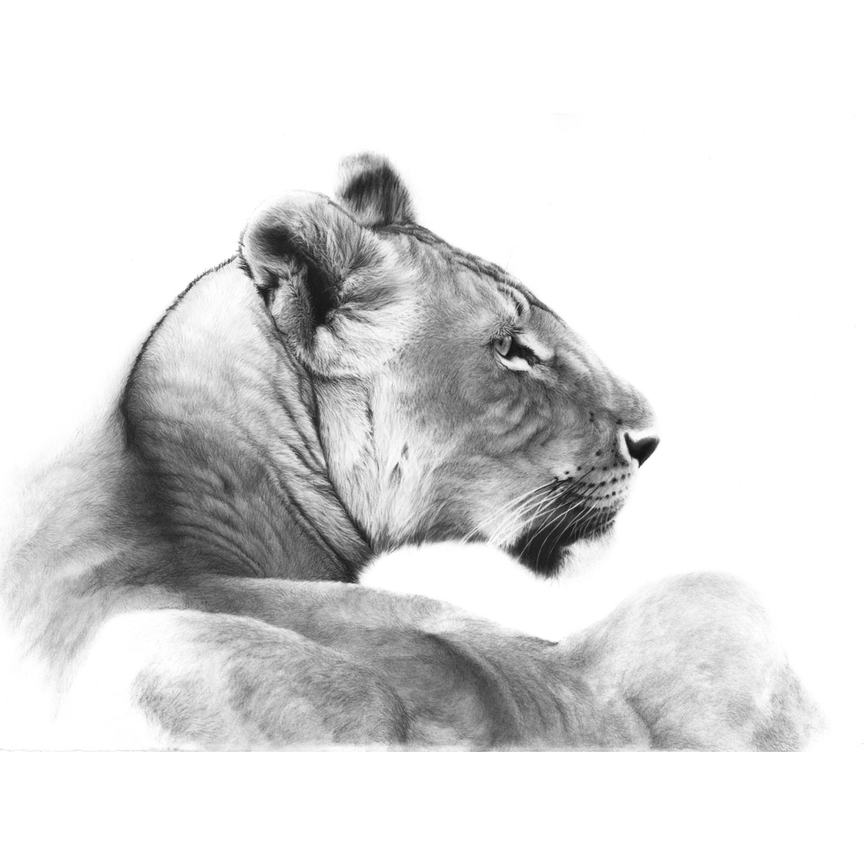 Mara, The Lioness