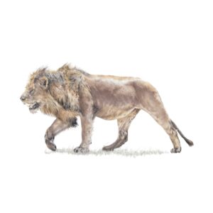 On The Prowl