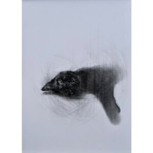 Cosmo 'Le Chat Noir II'