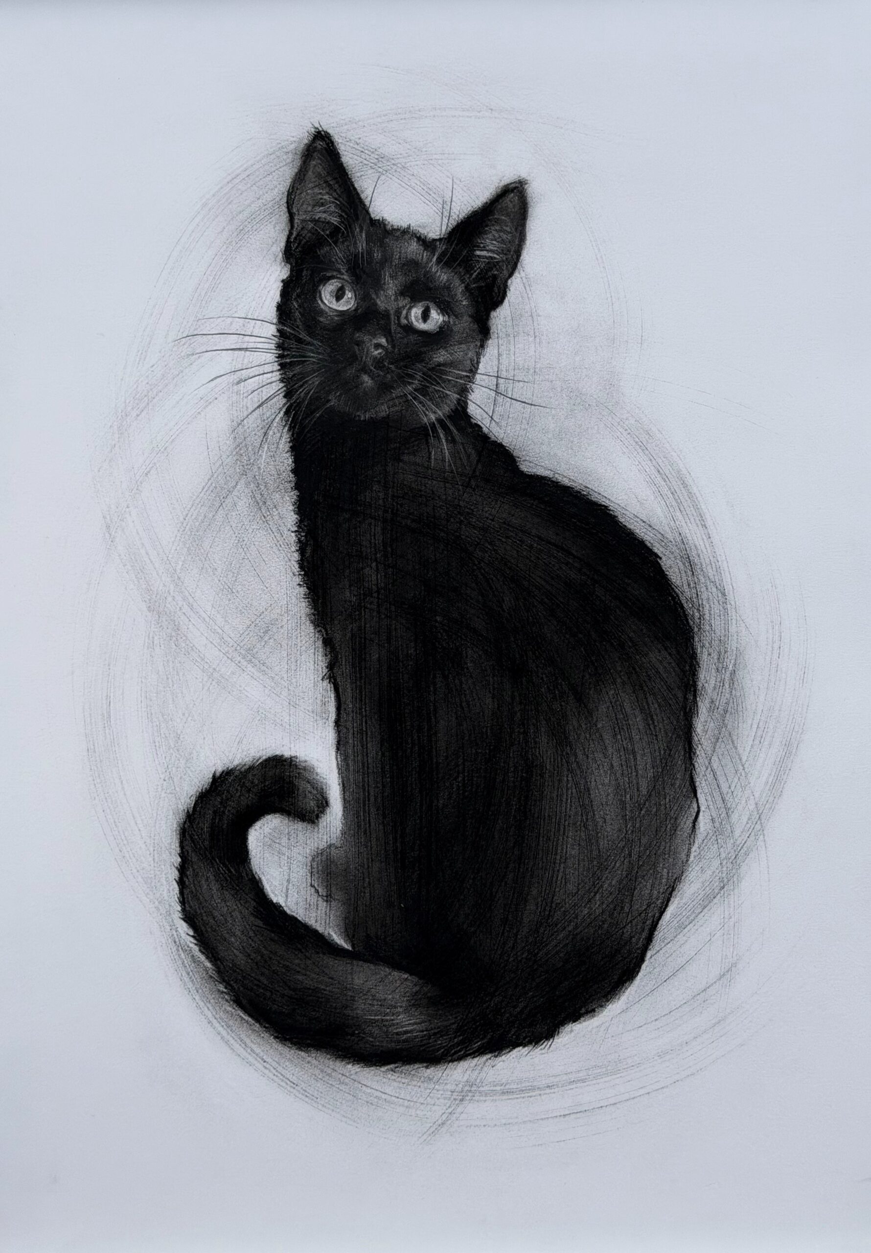 Cosmo 'Le Chat Noir I' - Image 2