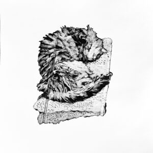 Forty Winks