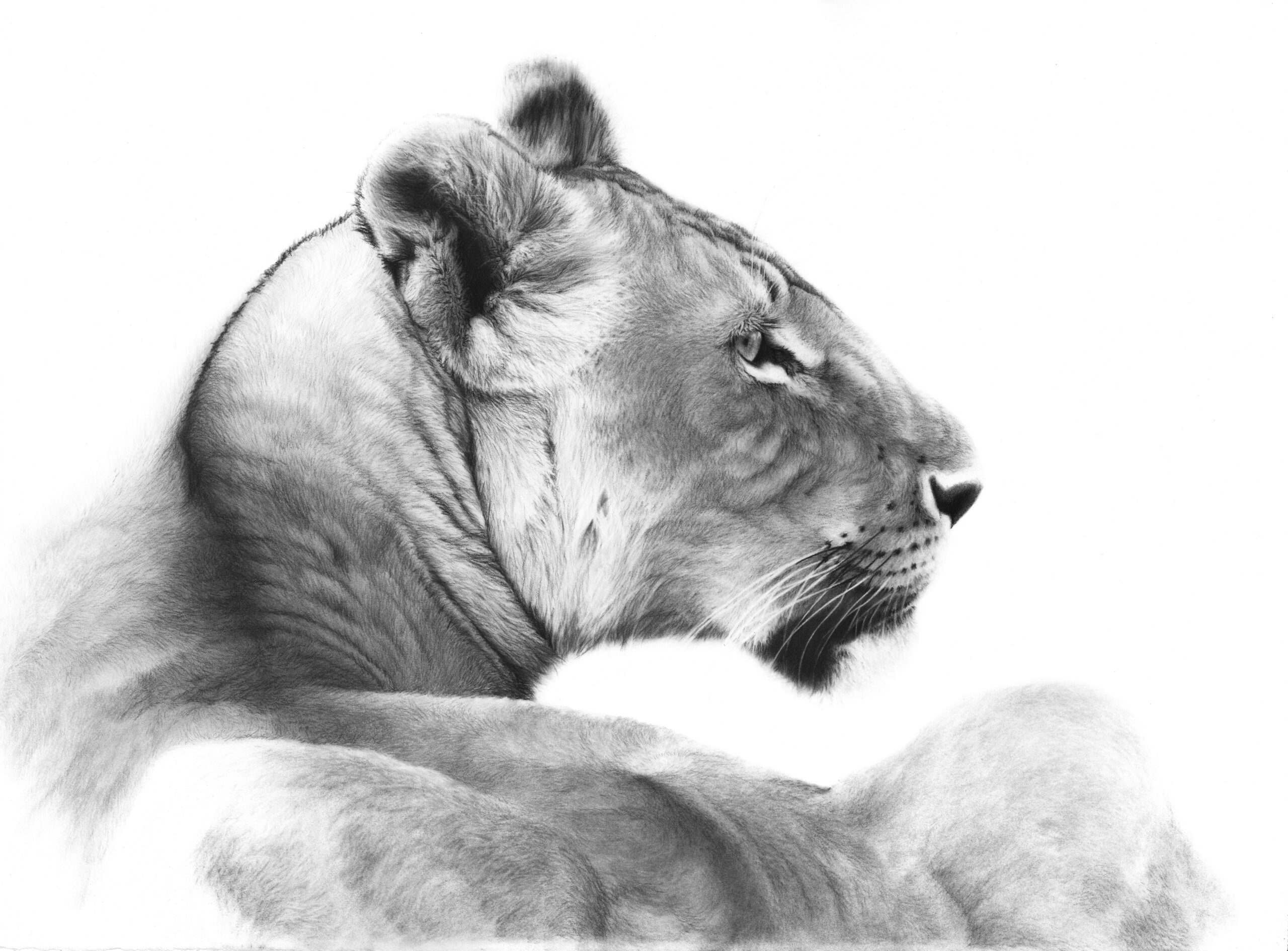 Mara, The Lioness - Image 2