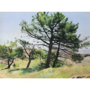 Pines In Spring