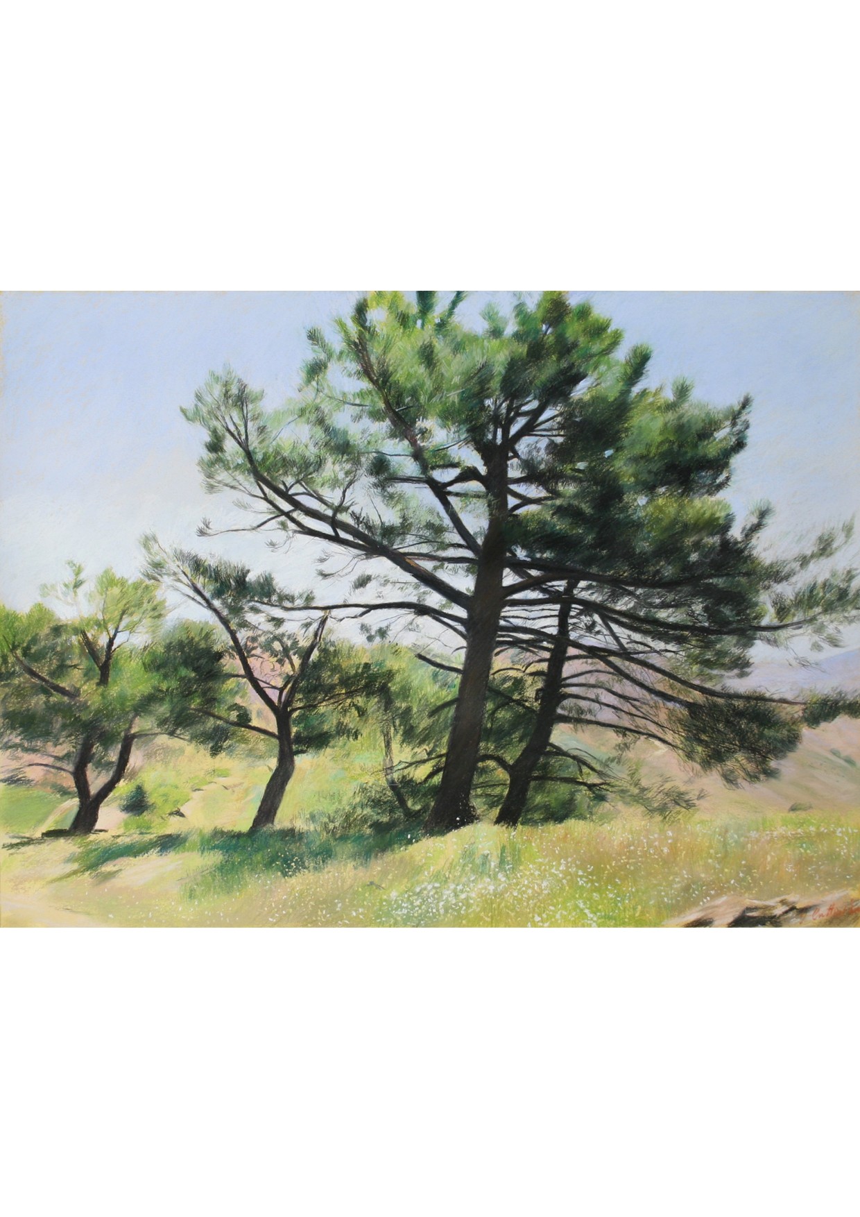 Pines In Spring