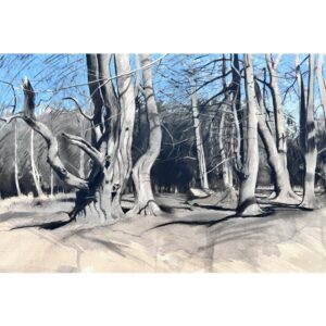 Beech Trees, Knettishall Heath, Nature Reserve, Suffolk