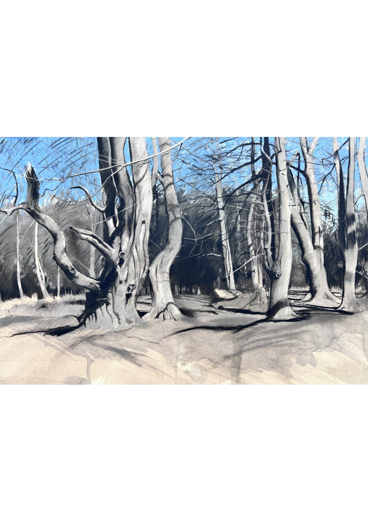Beech Trees, Knettishall Heath, Nature Reserve, Suffolk